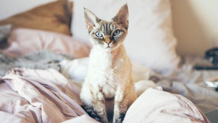 4 Common Myths About the Devon Rex Breed & 4 Surprising Truths That Set the Record Straight