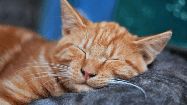 5 Adorable Things Cats Do & 6 That Seem Cute But Mean Trouble