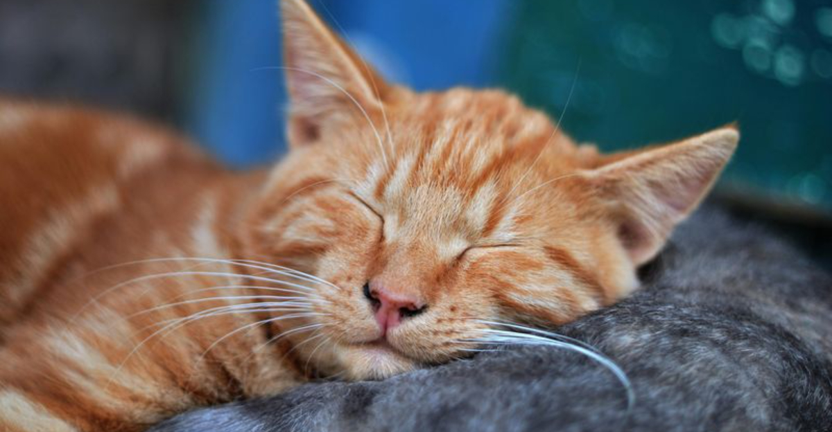 5 Adorable Things Cats Do & 6 That Seem Cute But Mean Trouble