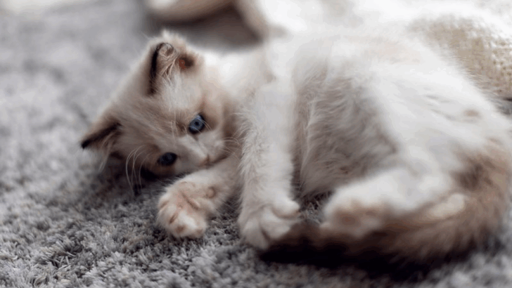 5 Cat Breeds Most Likely to Have Separation Anxiety & 5 Ones That Handle Alone Time Just Fine