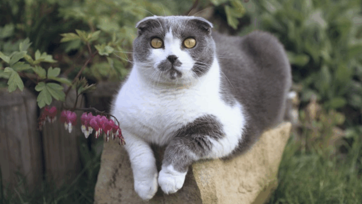 5 Cat Breeds to Avoid (According to Experts) & 5 More to Seriously Consider