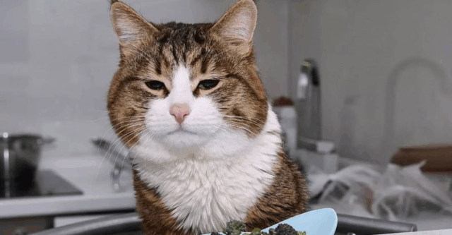 5 Scents, Sounds & Setups Your Cat Loves & 5 Ones It Totally Can’t Stand