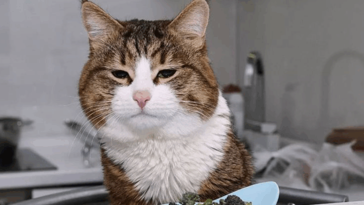5 Scents, Sounds & Setups Your Cat Loves & 5 Ones It Totally Can’t Stand