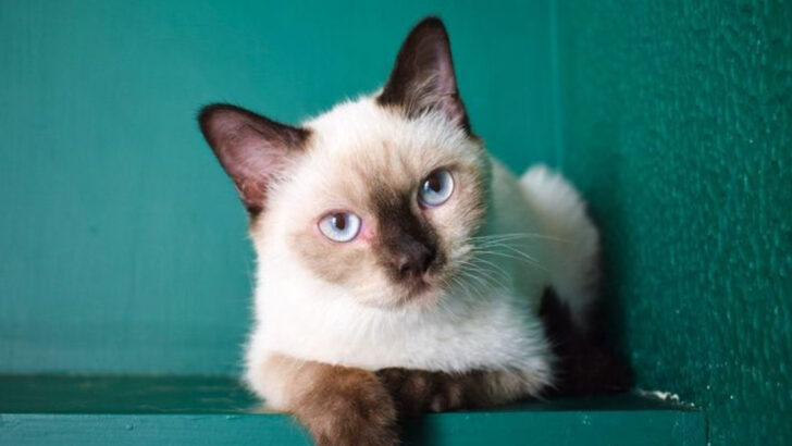 5 Cat Breeds That Aim to Please & 5 That Couldn’t Care Less About Your Approval