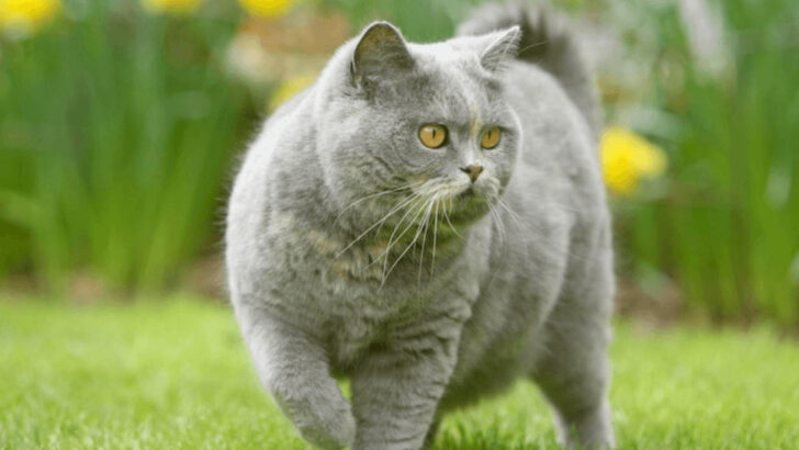 5 Cat Breeds That Are Prone to Obesity & 5 That Stay Lean Naturally