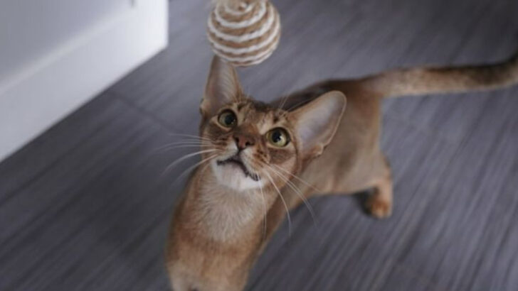5 Cat Breeds That Are Tough to Train & 5 That Actually Listen