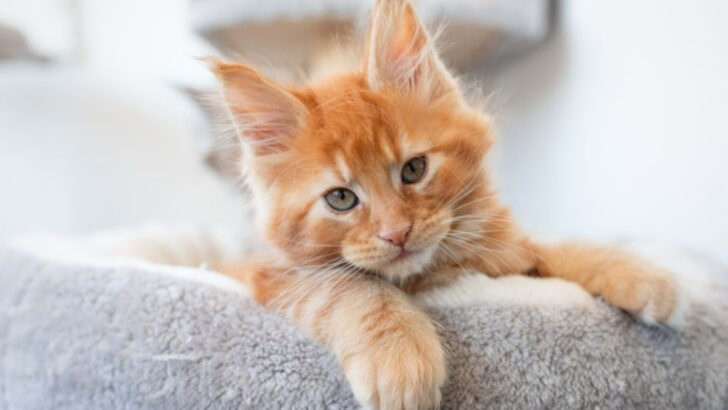 5 Cat Breeds That Don’t Play Well With Others & 5 That Thrive in a Full House