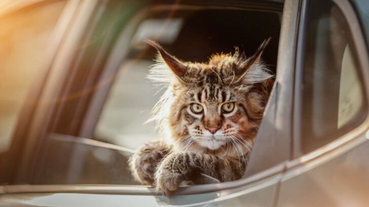 5 Cat Breeds That Make Great Travel Companions & 5 That Prefer the Comforts of Home