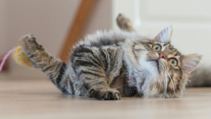 5 Cat Breeds with Natural Hunting Instincts & 5 Tricks to Get Your Lazy Cat to Hunt