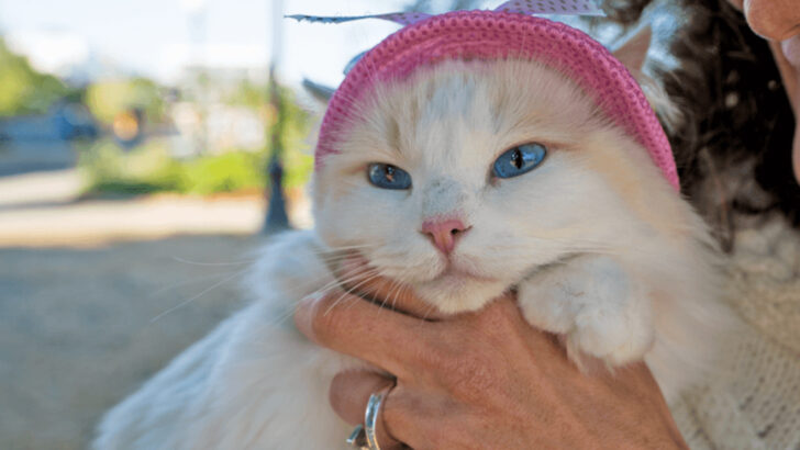 5 Cats That Hate to Be Picked Up & 5 That Crave Constant Cuddles