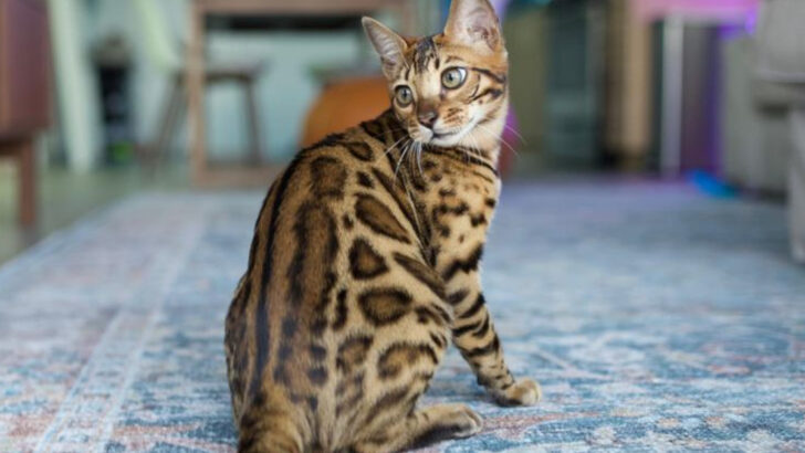 5 Cats That’ll Gaslight You & 5 Sweet Ones That’ll Genuinely Love You Back
