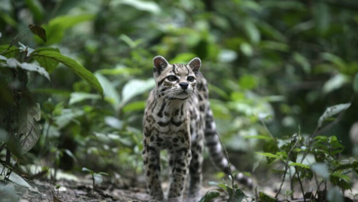 5 Clever Hunting Tactics Used by Wild Cats & 5 Prey That Outsmart Them