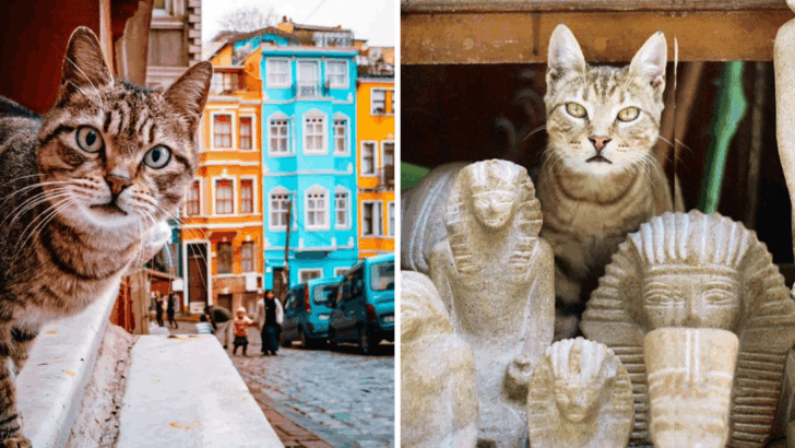 5 Countries Where Wildlife Threatens Cats & 5 Where They Rule the Streets