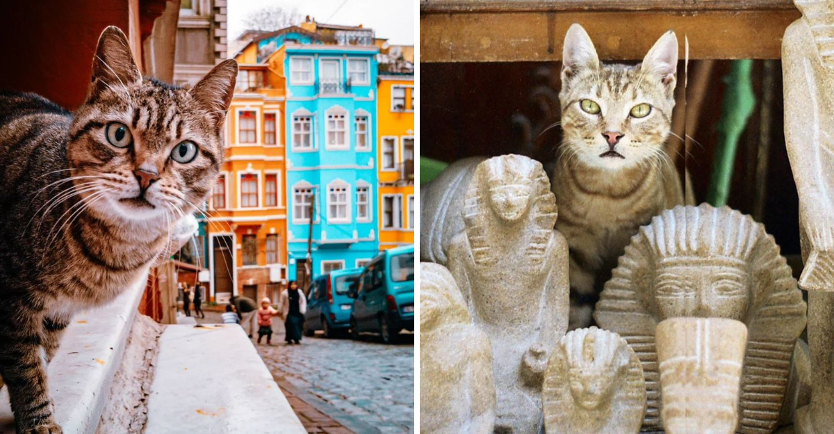 5 Countries Where Wildlife Threatens Cats & 5 Where They Rule the Streets