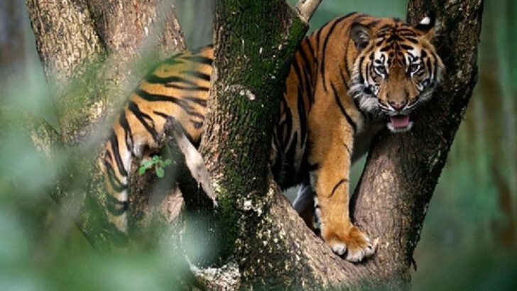 5 Countries With The Most Dangerous Wild Cats on Earth & 5 Where You Won’t Meet One