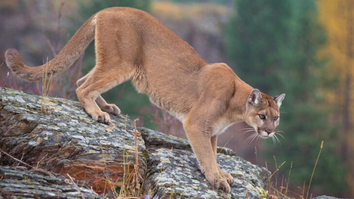 5 Desert-Dwelling Wild Cats & 5 Stealthy Forest Felines of North America
