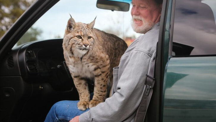 5 Reasons Bobcats Might Improve Your Life & 5 Reasons They’ll Destroy Your Décor
