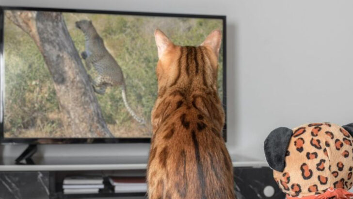 5 Shocking Things That Bore Your Cat to Tears & 5 Genius Tricks to Keep Them Purring with Joy