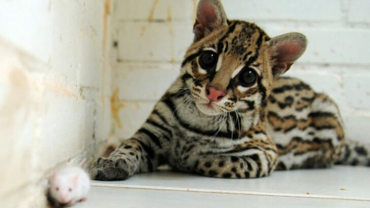5 Signs an Ocelot Is Active in the Area & 5 Human Activities That Harm Them