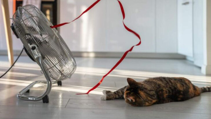 5 Signs Your Cat Is Overheating & 3 Ways to Keep Them Cool in Summer