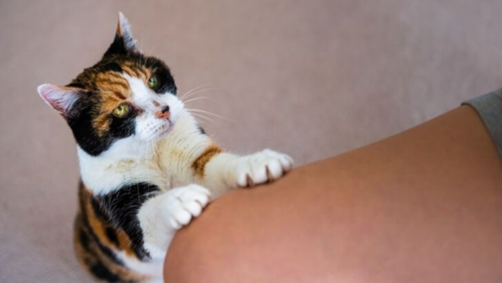 5 Signs Your Cat Uses You for Snacks & 5 That Show She Really Cares