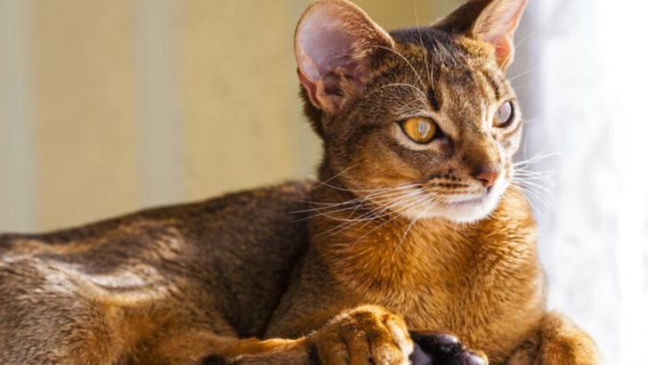 5 Smartest Cat Breeds That Love Mental Stimulation & 5 Laid-Back Loungers Who Don’t Care to Impress