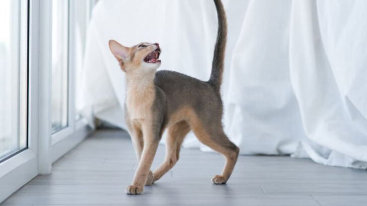 5 Sounds Cats Use to Communicate & 5 That Just Mean “Feed Me Now”
