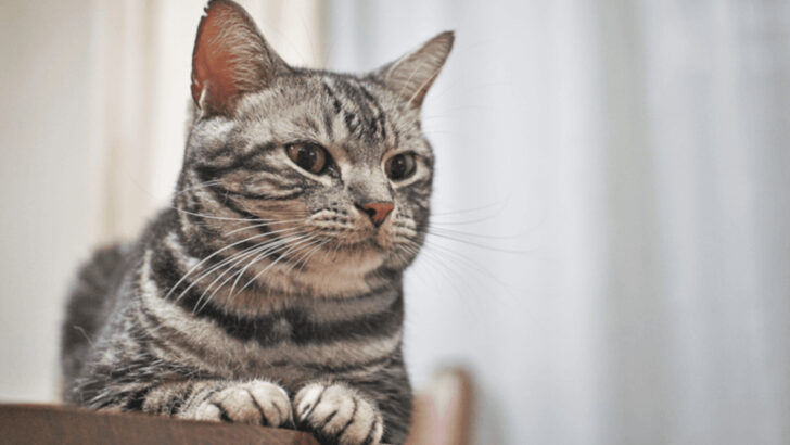 5 Sweet Cats That Warm Your Soul & 5 Fierce Felines That Keep Mice Away