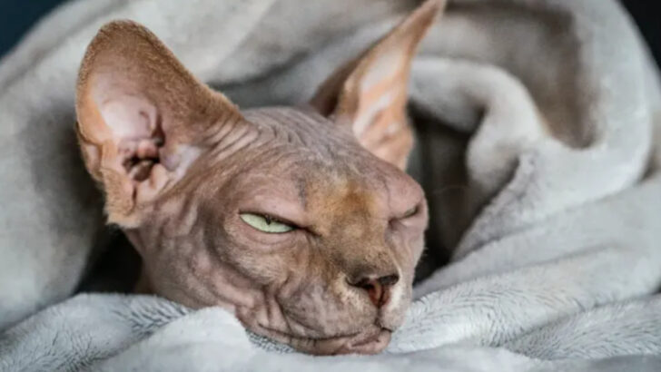 5 Things Every Sphynx Cat Absolutely Needs & 5 Unexpected Things They Secretly Love