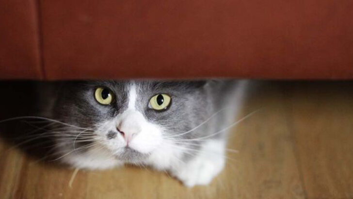 5 Ways Cats Show Anxiety & 5 Easy Calming Routines That Actually Work