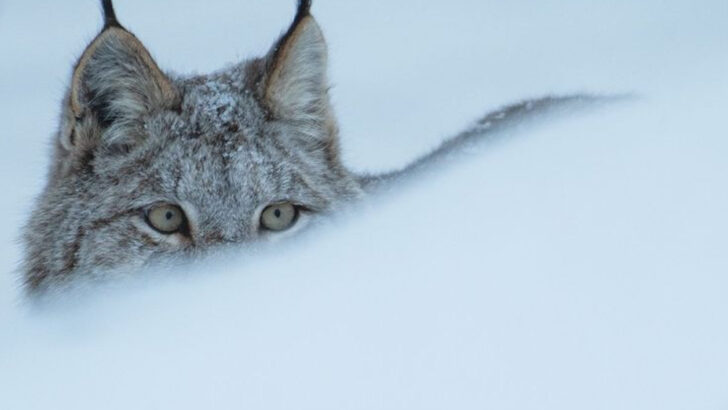 5 Wild Cats Built for Snow & 3 That Conquer the Desert Like True Survivors