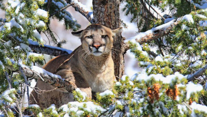 5 Wild Cats Built for the Mountains & 5 That Reign Over Open Grasslands