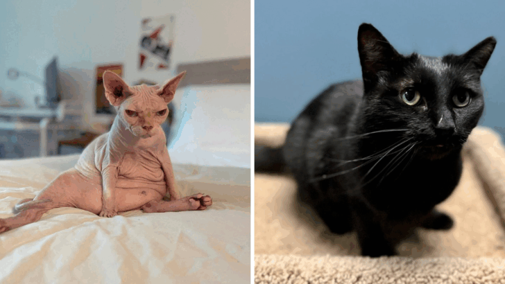 6 Cat Breeds with Special Dietary Needs & 6 That Can Eat Just About Anything