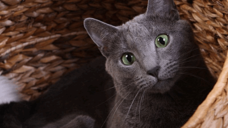 6 Cats Who Think They’re Still Kittens & 6 That Act All Grown Up