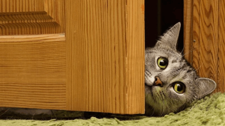 6 Sneaky Mind Games Cats Play & 6 Ways To Outsmart Them