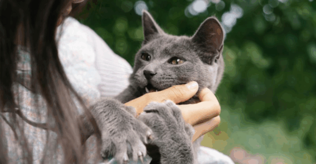 6 Ways Cats Say 'I’m Scared' & 6 Ways You Can Say 'You’re Safe'