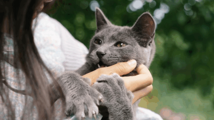 6 Ways Cats Say ‘I’m Scared’ & 6 Ways You Can Say ‘You’re Safe’