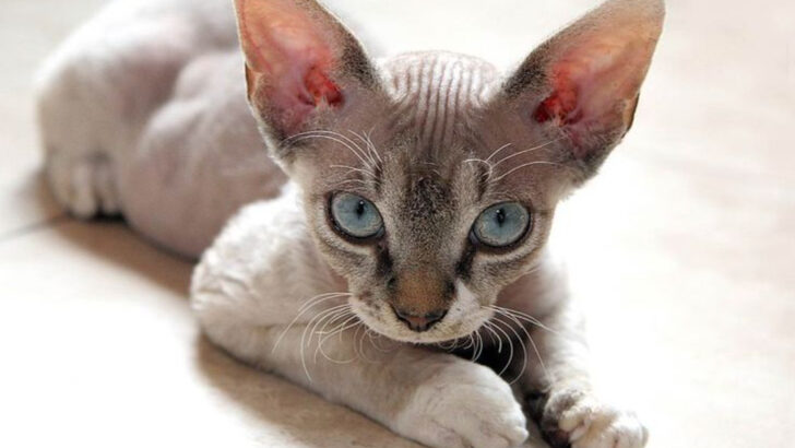 6 Advantages & 6 Drawbacks of Having a Tiny Cat