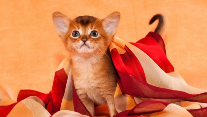 6 Alpha Cat Breeds That Take the Lead & 6 That Don’t Mind Taking Orders