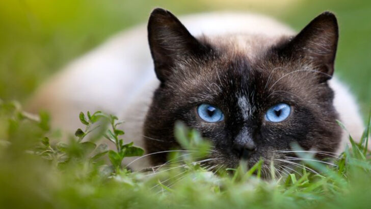 6 Cat Breeds Born to Stalk & 6 That Ignore the Chase