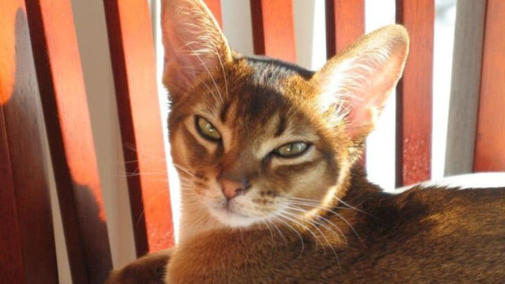 6 Cat Breeds That Act Like Dogs & 6 Breeds That Are 100% Cat, No Apologies