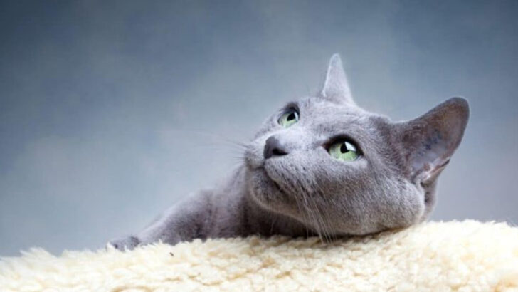 6 Cat Breeds With the Softest Fur & 6 That Need Extra Grooming