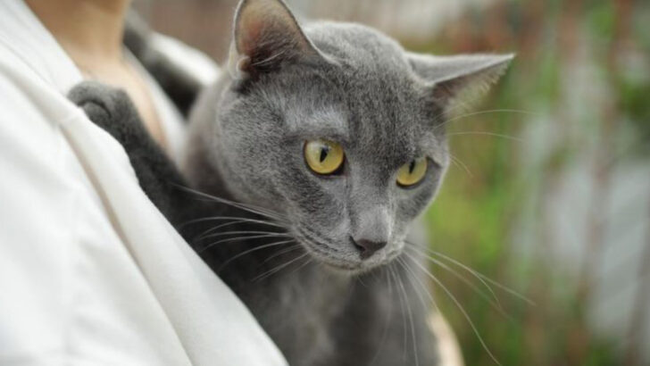 6 Cats That Are All About You & 6 That Are Everyone’s Best Friend