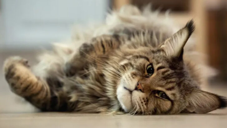 6 Cats That Stay Chill Under Stress & 6 That Panic Easily