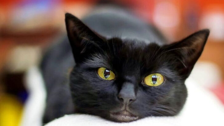 6 Cats That Won’t Share Their Space (or You) & 6 That Are Totally Chill About It