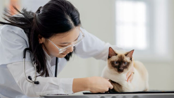 6 Common Behavior Issues of Siamese Cats & 6 Ways to Manage Them Like a Cat Whisperer