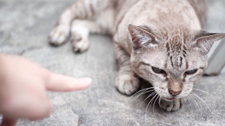 6 Genius Cat Training Techniques That Get Results & 6 You Should Never Use