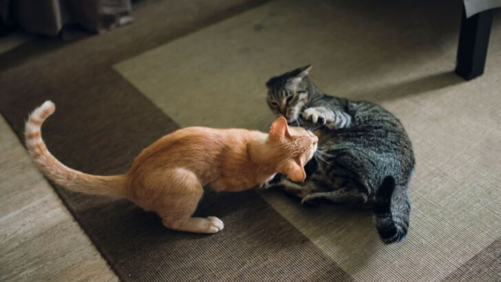 6 Hidden Stressors Secretly Upsetting Your Cat & 6 Simple Ways to Create a Calm, Happy Home