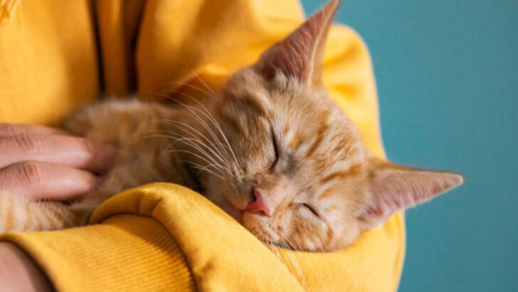 6 Human Habits That Drive Cats Crazy & 6 That Make Them Love You More