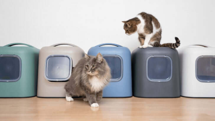 6 Perfect Litter Box Setups That Make Cats Happy & 4 Common Mistakes to Avoid